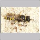 Crossocerus quadrimaculatus - Grabwespe w04 7mm.jpg